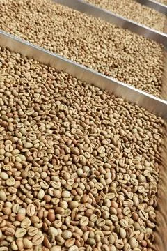 Close up of coffee beans drying Stock Photos