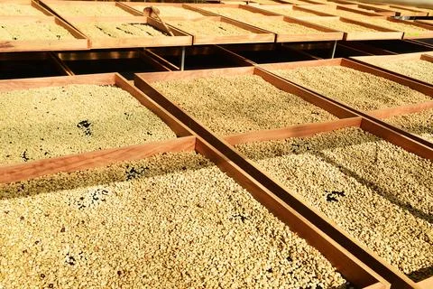 Close up of coffee beans drying 스톡 사진