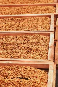 Close up of coffee beans drying 스톡 사진