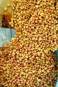 Close up of coffee beans drying Foto stock