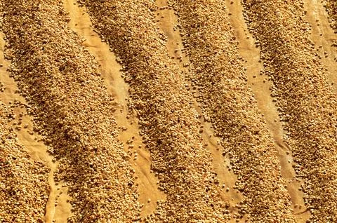 Close up of coffee beans drying Foto stock