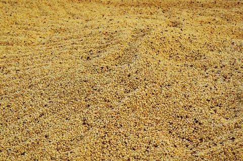 Close up of coffee beans drying Foto stock