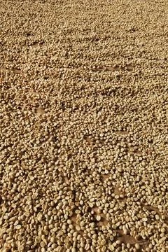 Close up of coffee beans drying Stock Photos