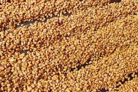 Close up of coffee beans drying Foto stock