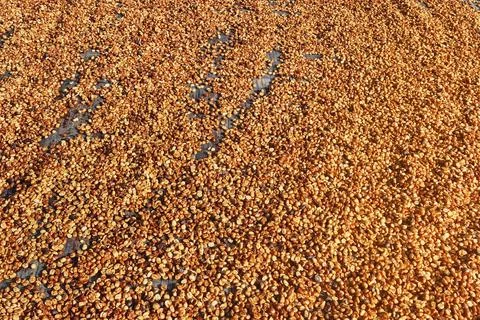Close up of coffee beans drying Stock Photos