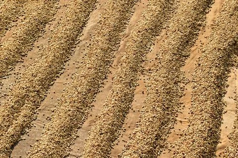 Close up of coffee beans drying Stock Photos