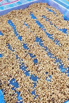 Close up of coffee beans drying Stock Photos
