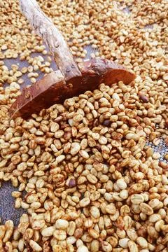 Close up of coffee beans drying 스톡 사진