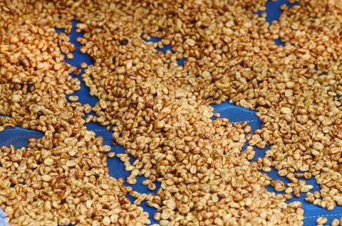 Close up of coffee beans drying Stock Photos