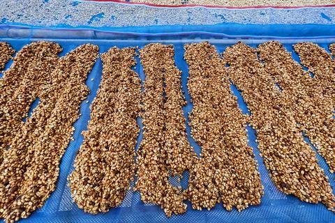 Close up of coffee beans drying Stock Photos