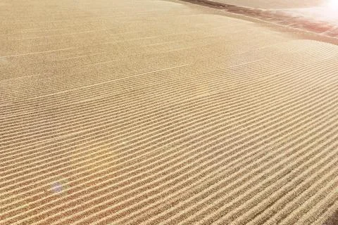 Close up of coffee beans drying Stock Photos