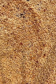 Close up of coffee beans drying Foto stock