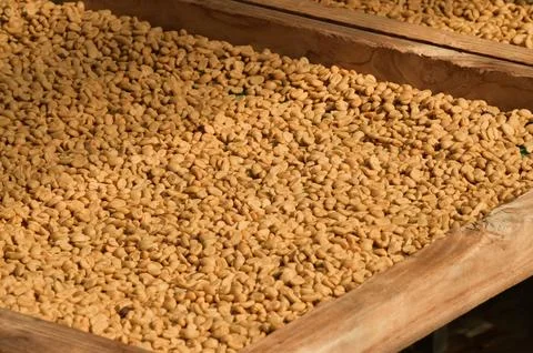 Close up of coffee beans drying Stock Photos