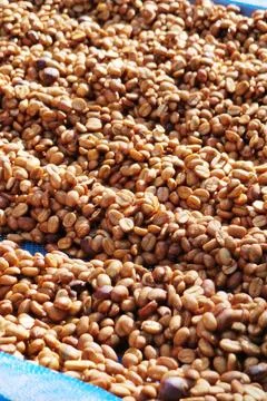 Close up of coffee beans drying Фото