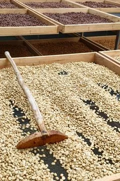 Close up of coffee beans drying Stock Photos
