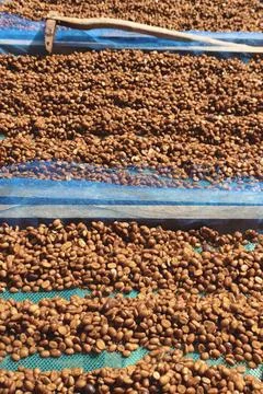 Close up of coffee beans drying Foto stock