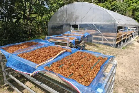 Close up of coffee beans drying Stock-Fotos