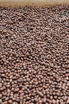 Close up of coffee beans drying Fotos Stock