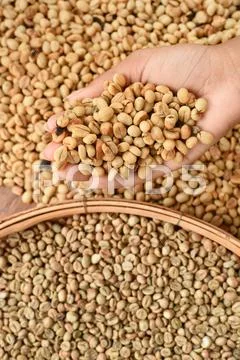 Close up of coffee beans on hand Stock Photos