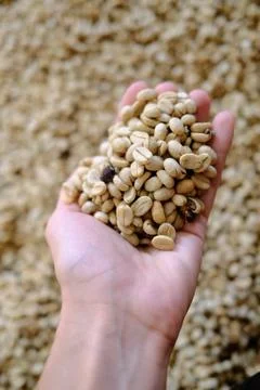 Close up of coffee beans held in the hand Stock Photos