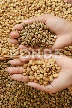 Close up of coffee beans Stock Photos