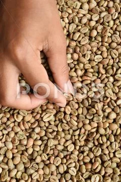 Close up of coffee beans Stock Photos
