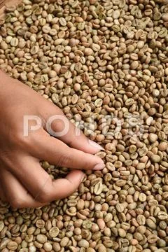 Close up of coffee beans Stock Photos