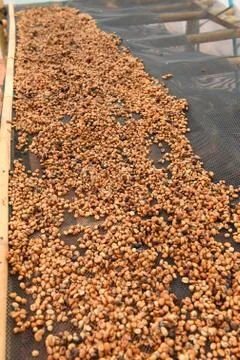 Close up of coffee beans Stock Photos