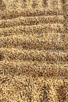Close up of coffee beans Stock Photos