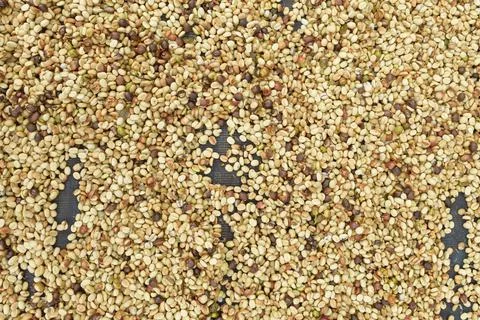 Close up of coffee beans Foto stock