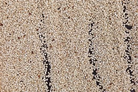 Close up of coffee beans Stock Photos