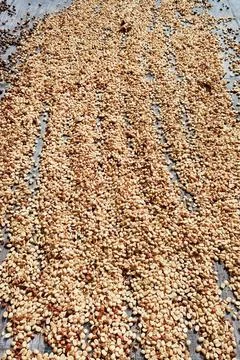 Close up of coffee beans 스톡 사진