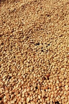 Close up of coffee beans Stock Photos