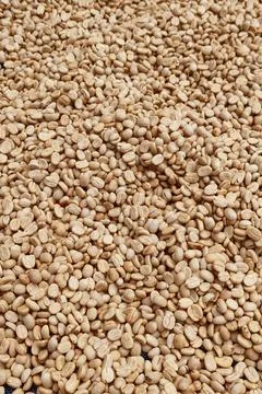 Close up of coffee beans Фото