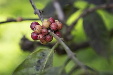 Close up of coffee beans at a tree Stock Photos