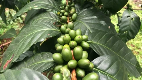 Close up Coffee Bunch on Tree Stock Footage 216775337