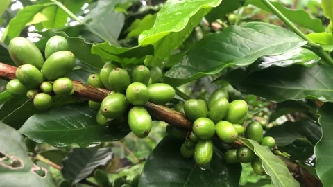 Close up coffee bunch on tree Stock Footage 217193918