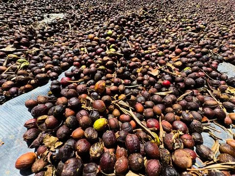 Close-up of coffee cherries drying at a farm. 库存照片