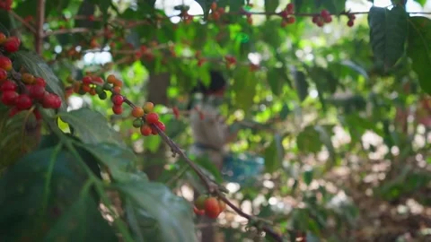 Close-up of a Coffee Cherry with Harvest in the Background Stock Footage 292848740