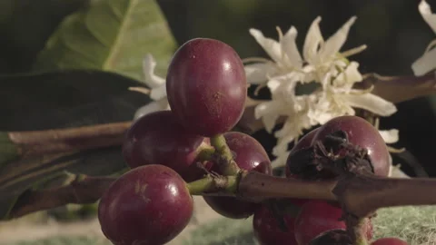 Close up in coffee cherry tree on the branch, coffee flowers behind Stock Footage 164093482