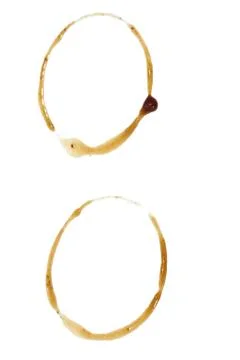 Close up of coffee cup marks on white background Stock Photos