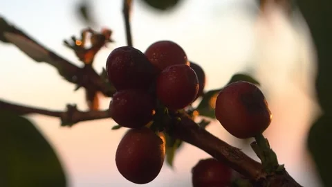 Close up of a Coffee Fruit with a sunrise on the background Stock Footage 258600394