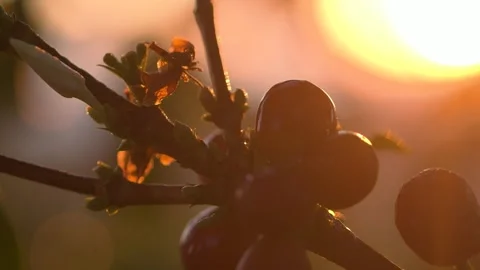 Close up of a Coffee Fruit with a sunrise on the background Stock Footage 258600434