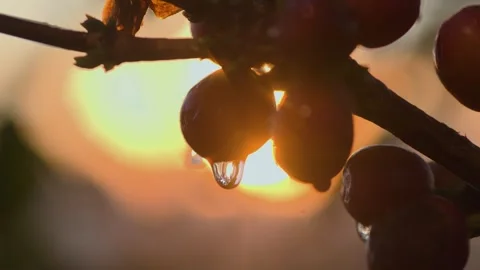 Close up of a Coffee Fruit with a water drop falling of the bean Stock Footage 258600431