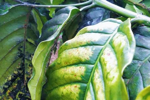 Close up coffee leaves Stock Photos