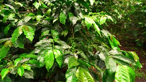 Close up of coffee plant and beans behind coffee plantation mountain Stock Footage 190824541