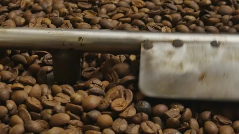 Close up of coffee seeds. Stock Footage 291319403