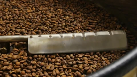 Close up of coffee seeds. Stock Footage 291319442