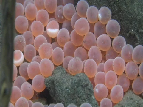Close up of coho salmon eggs Video stock 546869