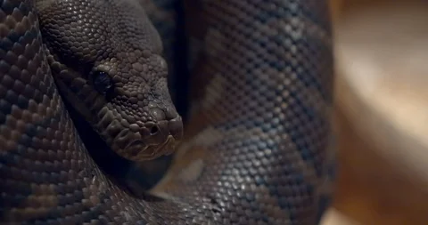 Close up of coiled Australian centralian python snake’s head Video stock 105838621